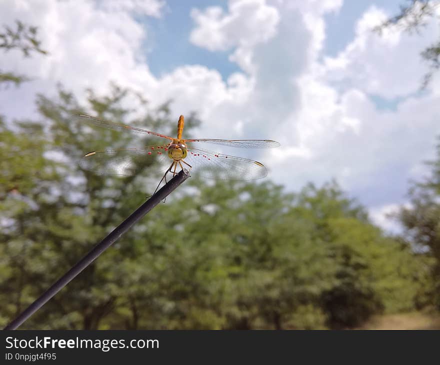 Sky, Dragonfly, Insect, Tree