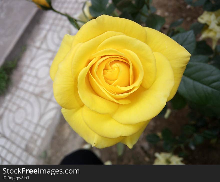 Flower, Rose, Yellow, Rose Family