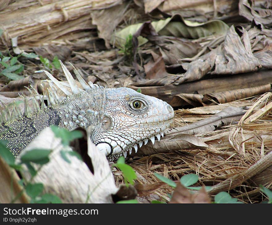 Reptile, Fauna, Scaled Reptile, Iguana