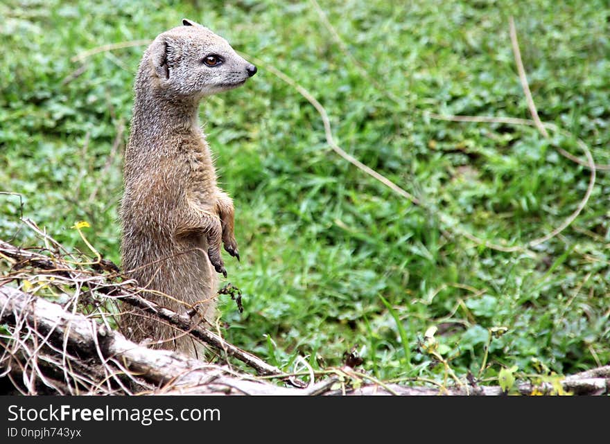 Meerkat, Fauna, Mammal, Terrestrial Animal