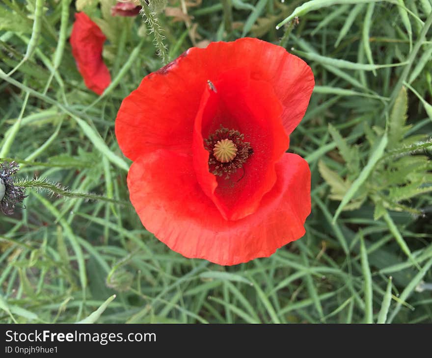 Flower, Wildflower, Coquelicot, Poppy