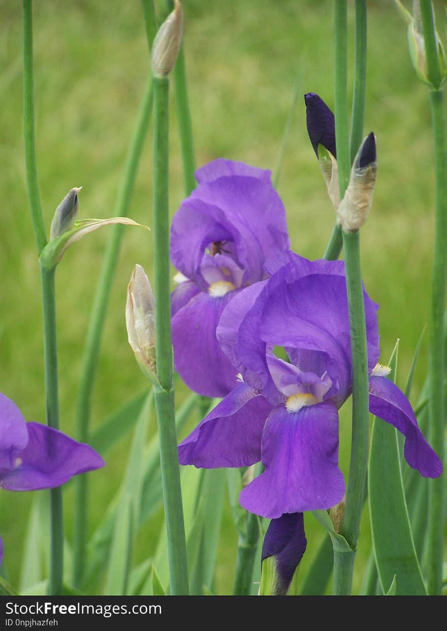 Flower, Plant, Flowering Plant, Flora