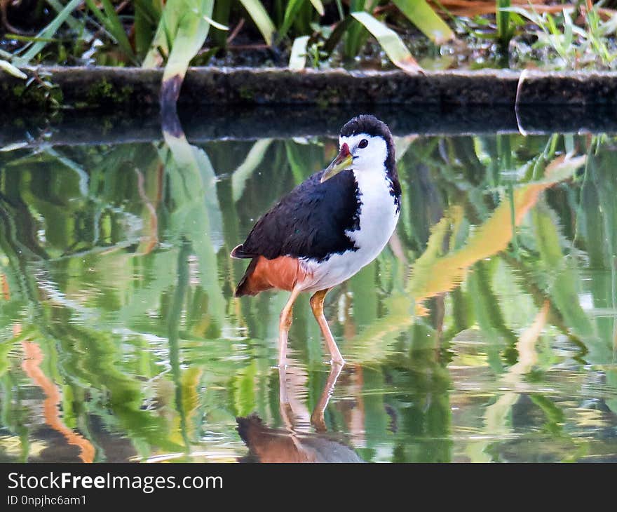 Bird, Beak, Fauna, Water