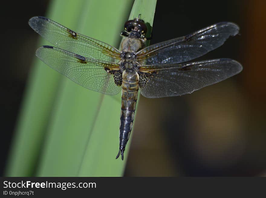 Dragonfly, Insect, Dragonflies And Damseflies, Invertebrate