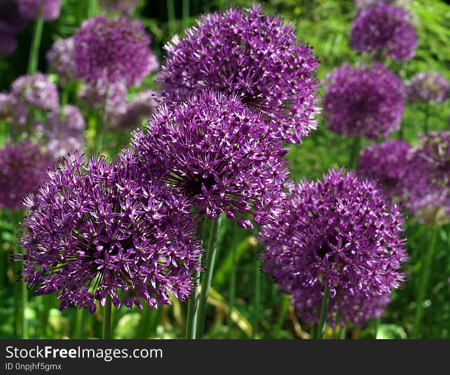 Plant, Purple, Onion Genus, Flowering Plant