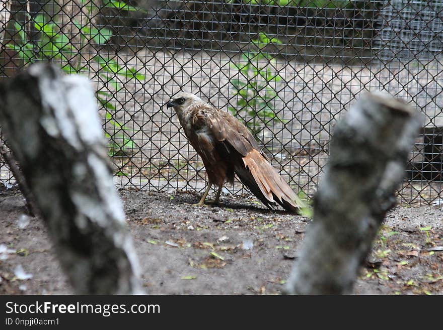 Fauna, Bird, Zoo, Beak