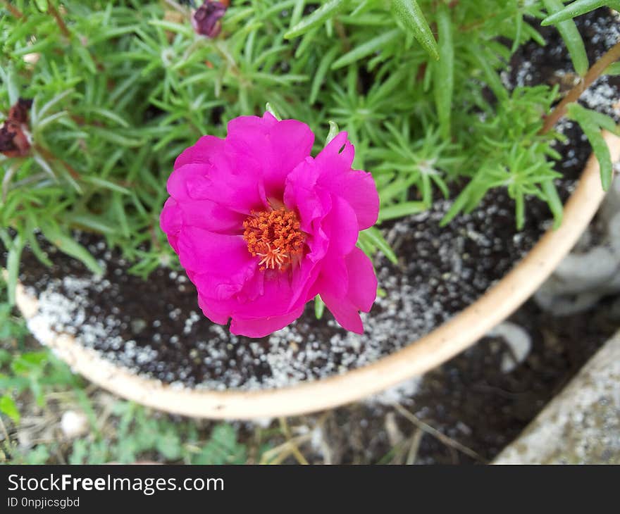 Flower, Plant, Flora, Flowering Plant