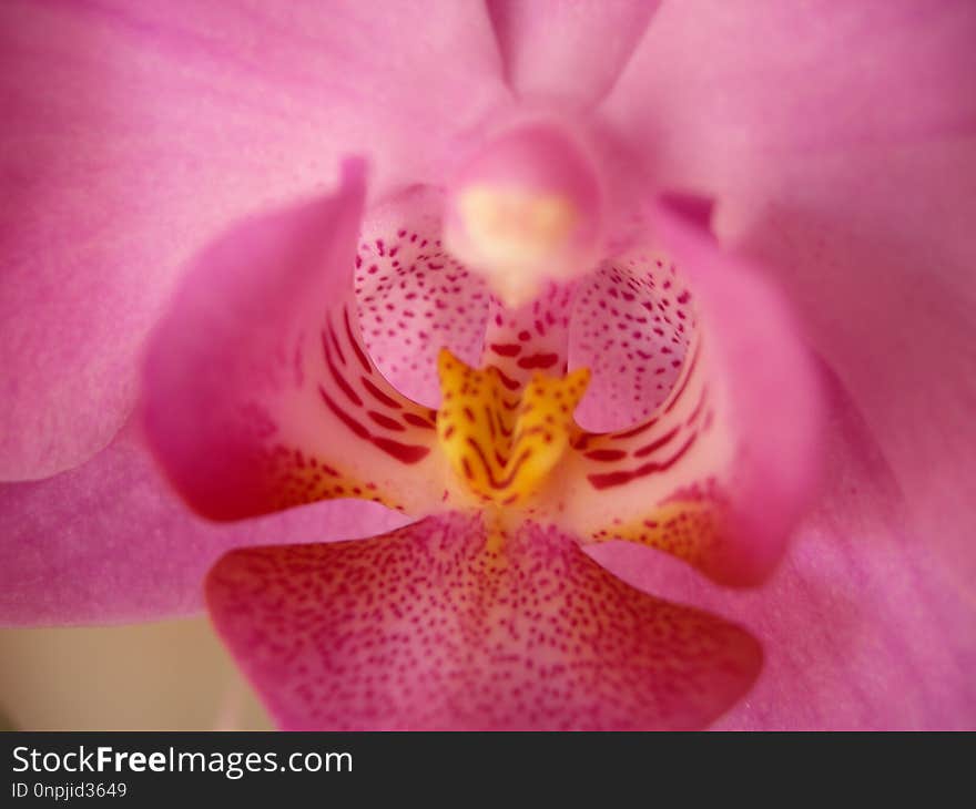 Flower, Pink, Flora, Flowering Plant