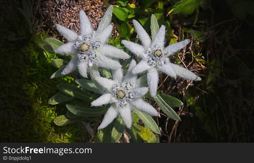 Flower, Plant, Edelweiss, Flora