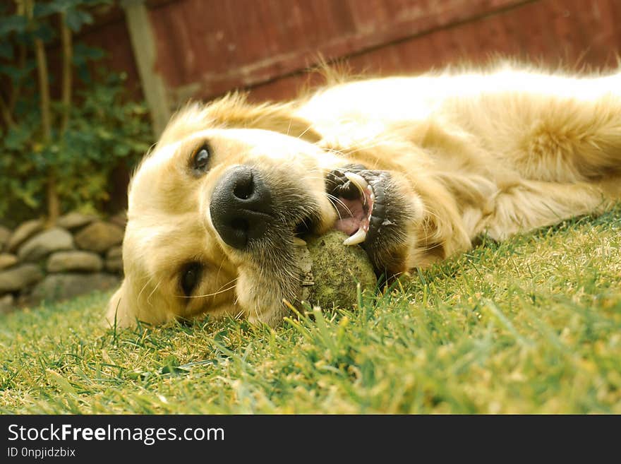 Dog, Dog Breed, Golden Retriever, Dog Breed Group