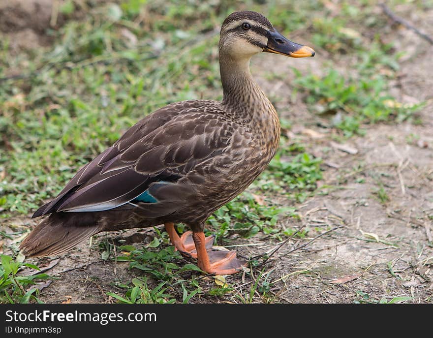 Bird, Duck, Mallard, Ducks Geese And Swans