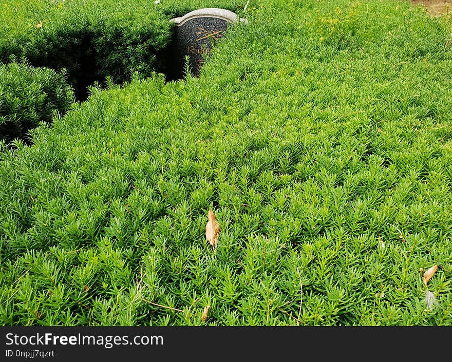 Vegetation, Ecosystem, Grass, Plant