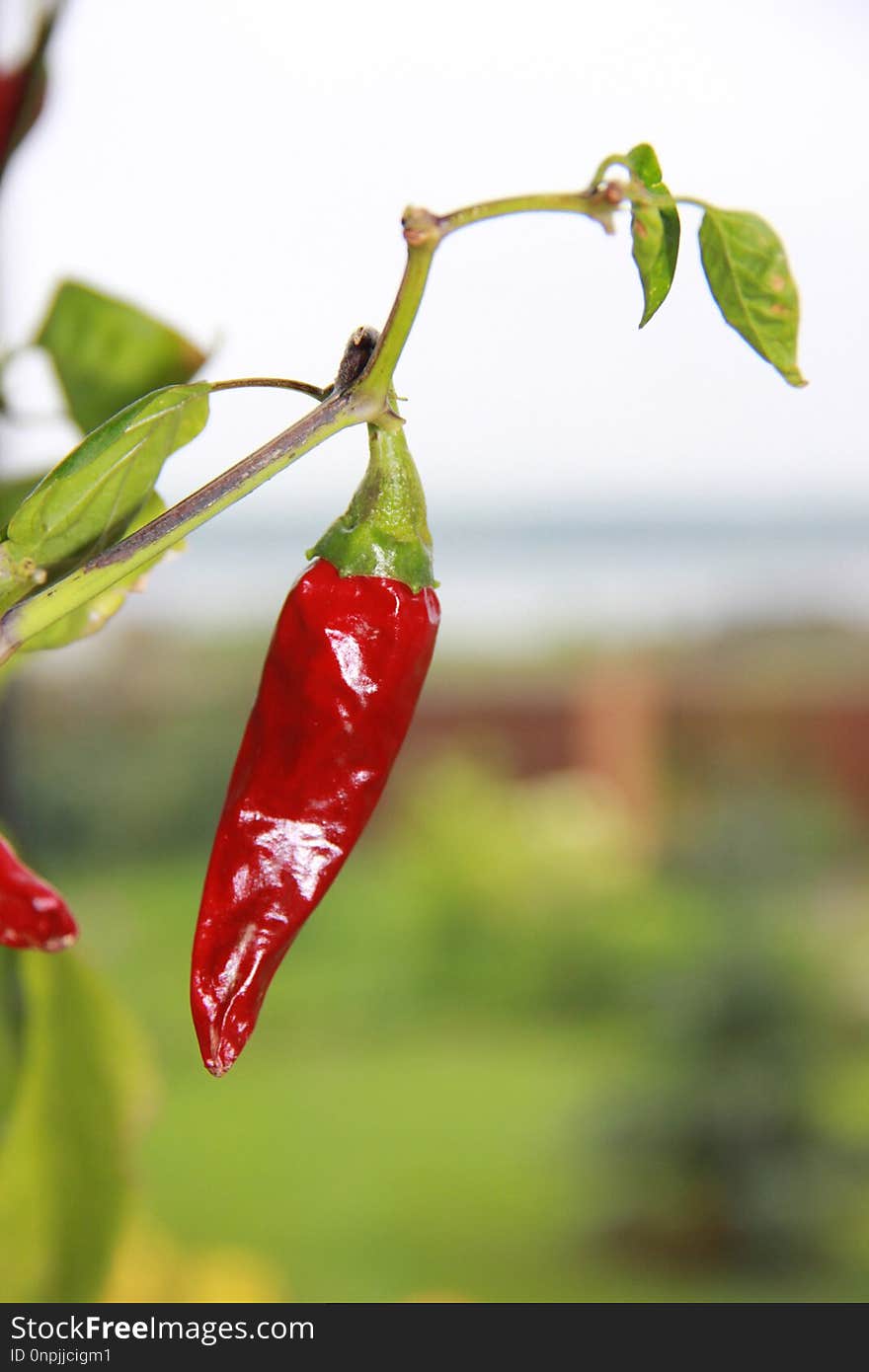 Bird's Eye Chili, Chili Pepper, Malagueta Pepper, Tabasco Pepper