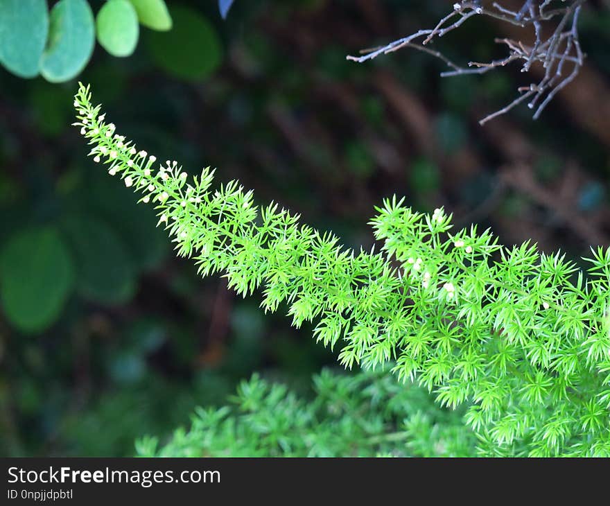 Vegetation, Plant, Leaf, Flora