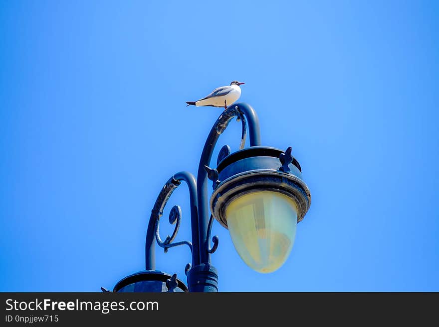 Blue, Sky, Bird, Beak