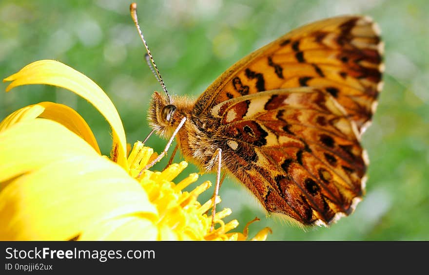 Butterfly, Insect, Moths And Butterflies, Brush Footed Butterfly