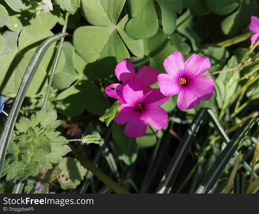 Flower, Plant, Flora, Flowering Plant