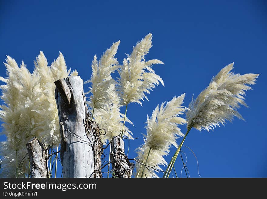 Sky, Frost, Phragmites, Grass Family