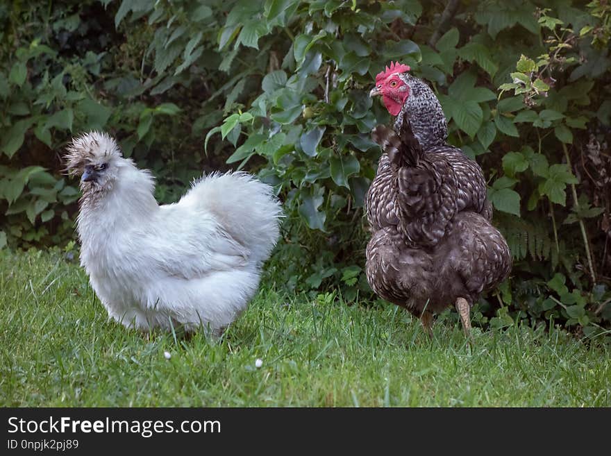 Chicken, Galliformes, Fowl, Bird