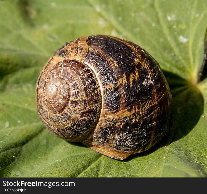 Snails And Slugs, Snail, Molluscs, Invertebrate