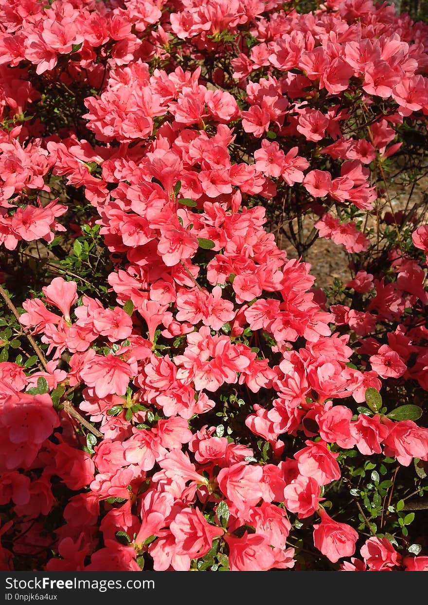 Flower, Plant, Pink, Flowering Plant