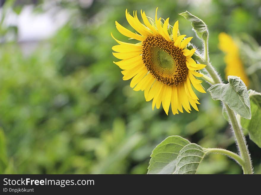 Flower, Sunflower, Sunflower Seed, Flowering Plant