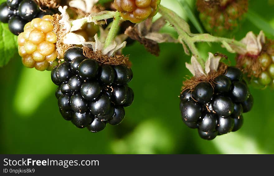 Berry, Blackberry, Fruit, Raspberries Blackberries And Dewberries