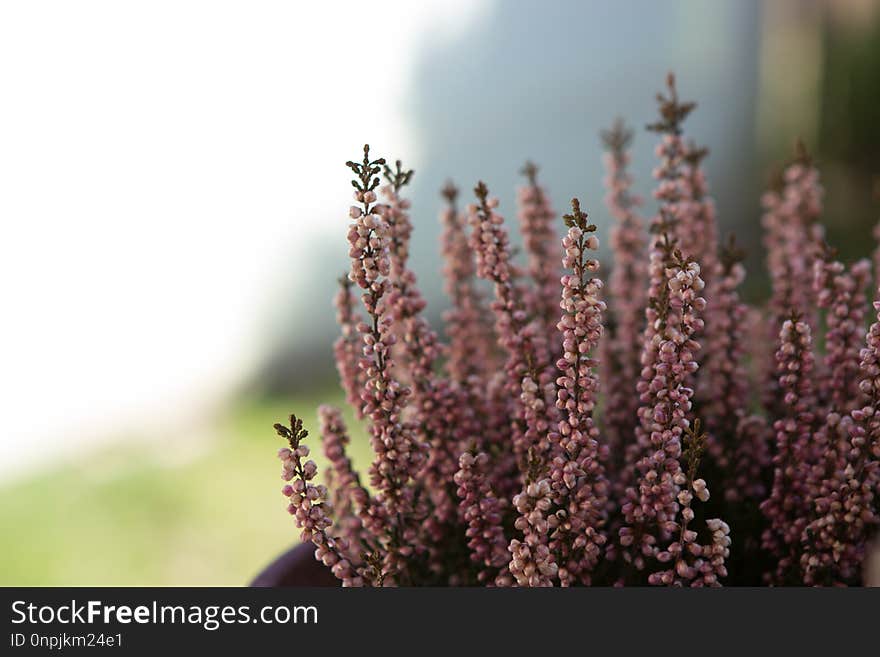 Purple, Plant, Flower, Flora