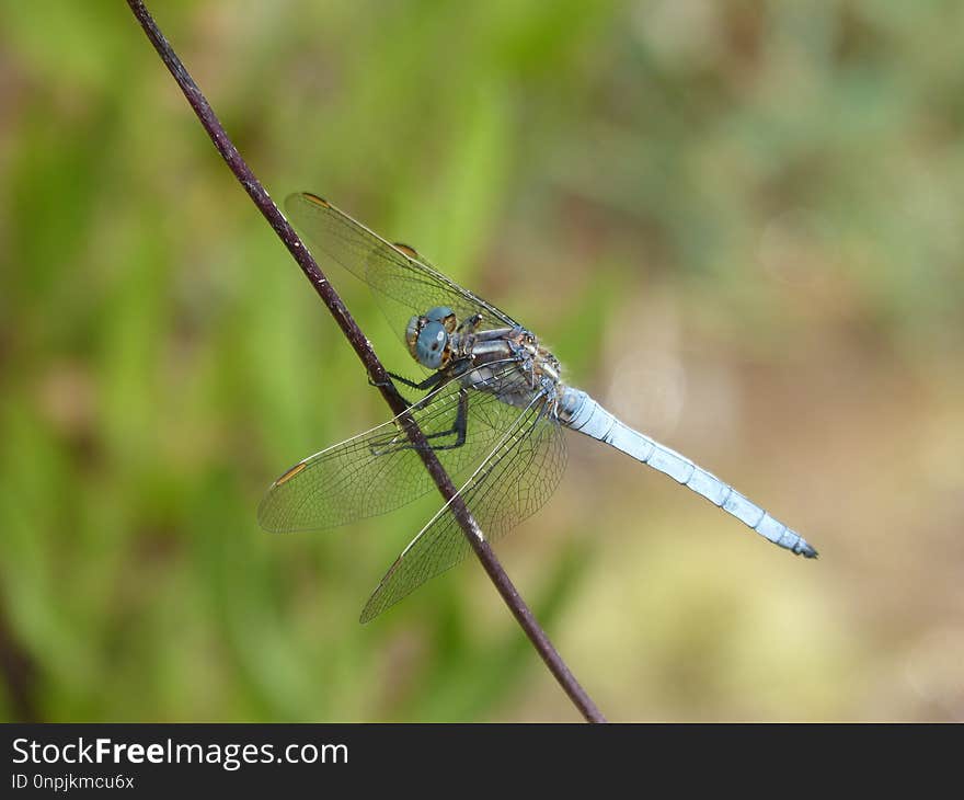 Dragonfly, Insect, Dragonflies And Damseflies, Invertebrate