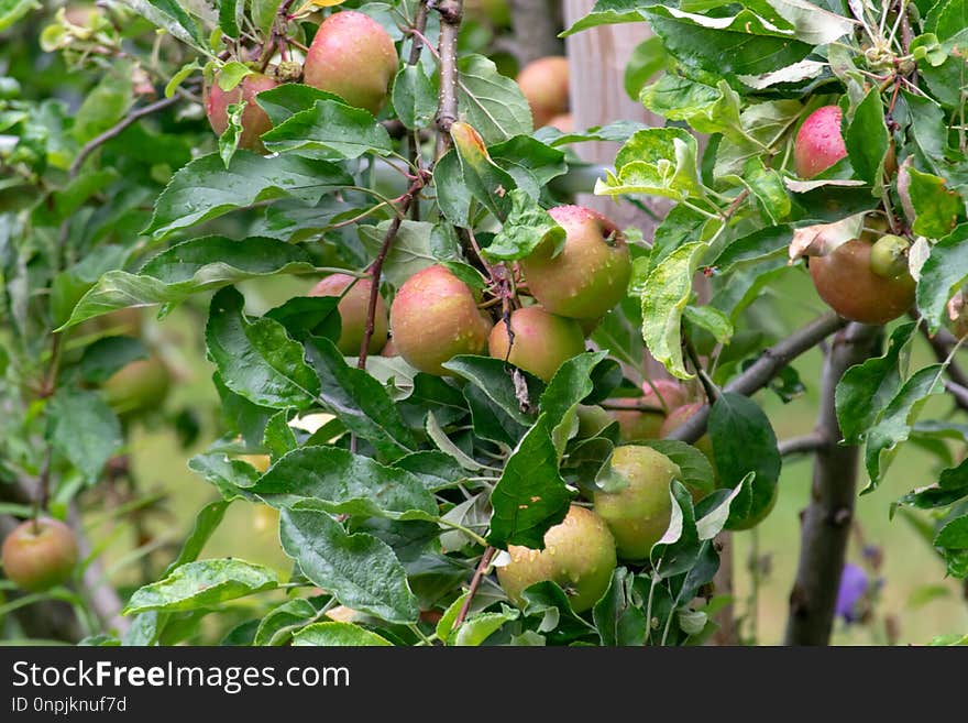 Fruit, Apple, Local Food, Fruit Tree