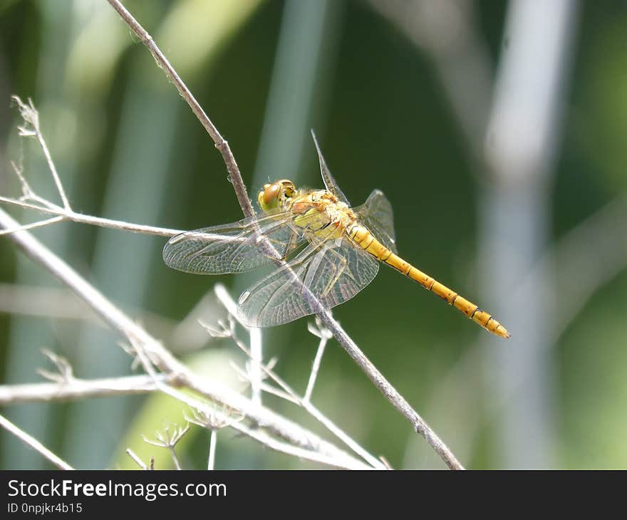 Insect, Dragonfly, Invertebrate, Dragonflies And Damseflies