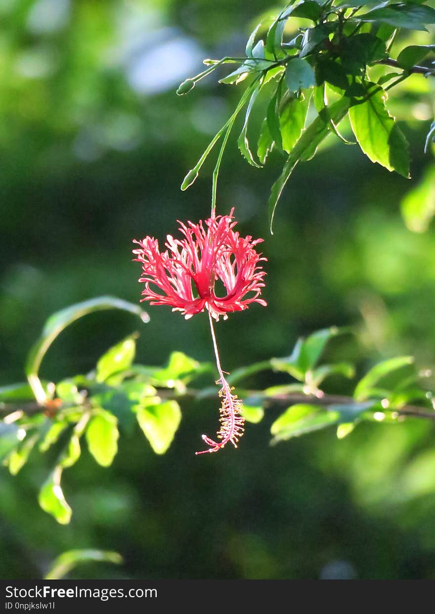 Plant, Flower, Flora, Vegetation