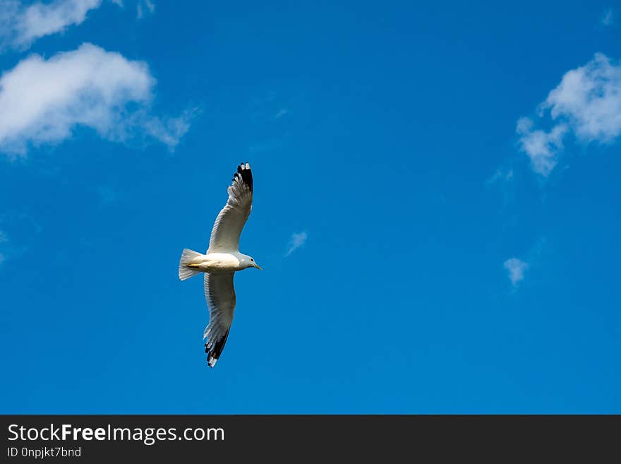 Sky, Beak, Daytime, Seabird