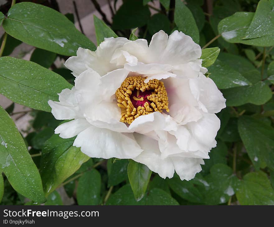 Flower, Plant, Flowering Plant, Peony