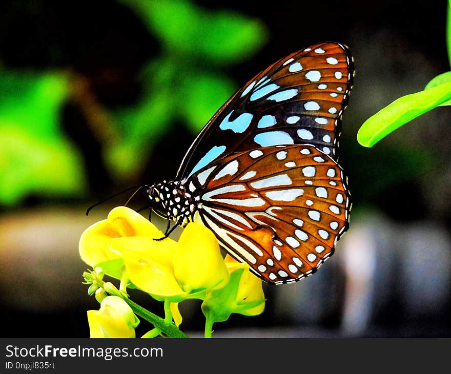 Butterfly, Moths And Butterflies, Insect, Brush Footed Butterfly