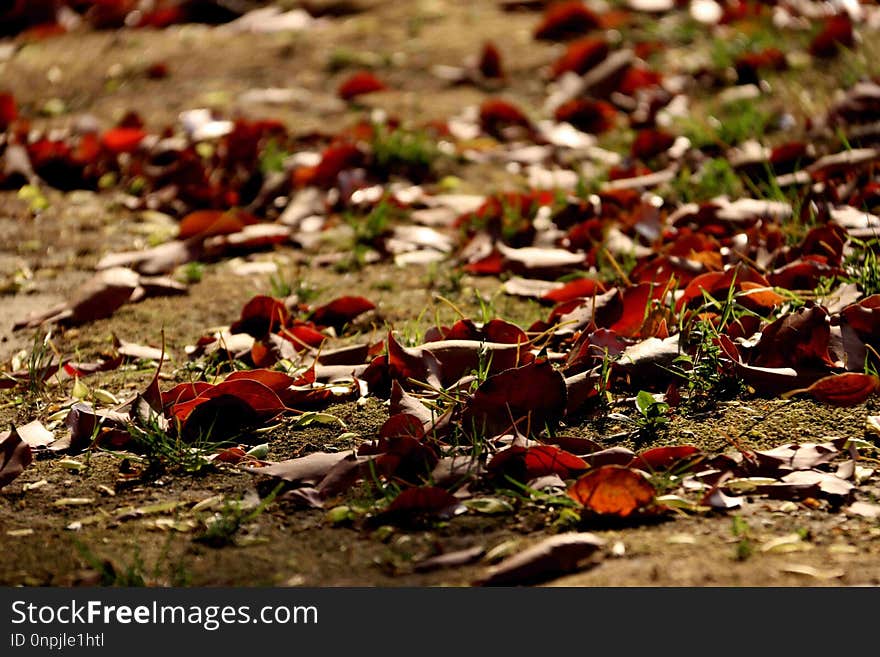 Leaf, Autumn, Deciduous, Flora