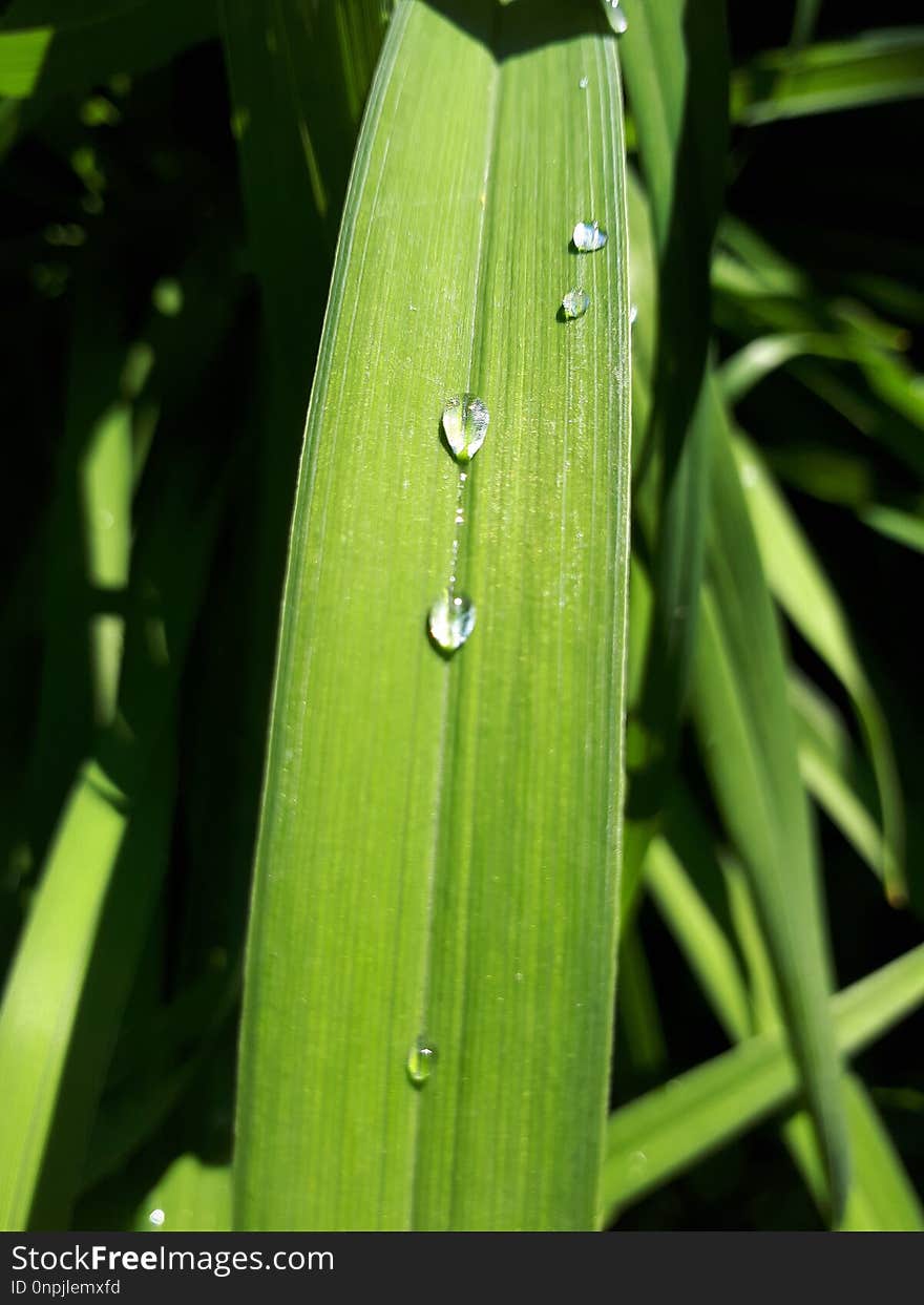 Leaf, Water, Dew, Moisture