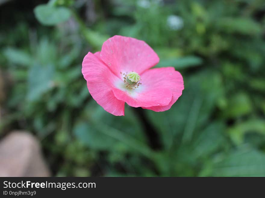 Flower, Flora, Wildflower, Plant