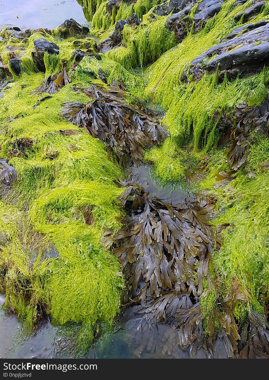 Vegetation, Nature Reserve, Moss, Water