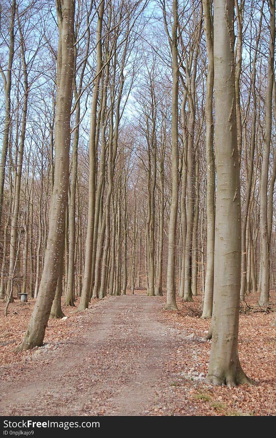 Tree, Woodland, Ecosystem, Path