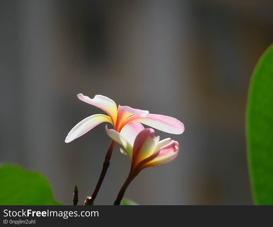 Flower, Flora, Plant, Close Up