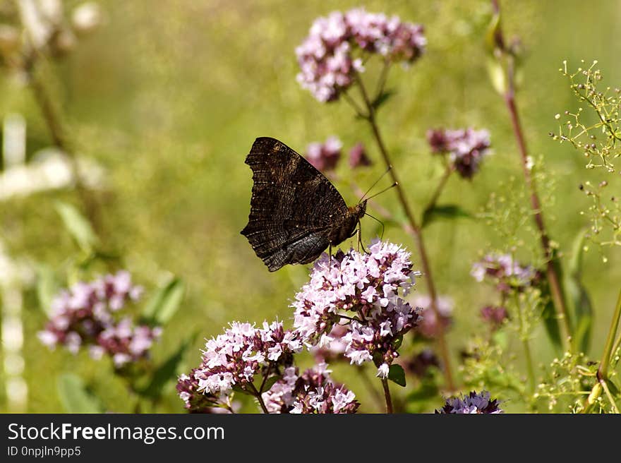 Butterfly, Moths And Butterflies, Brush Footed Butterfly, Pollinator