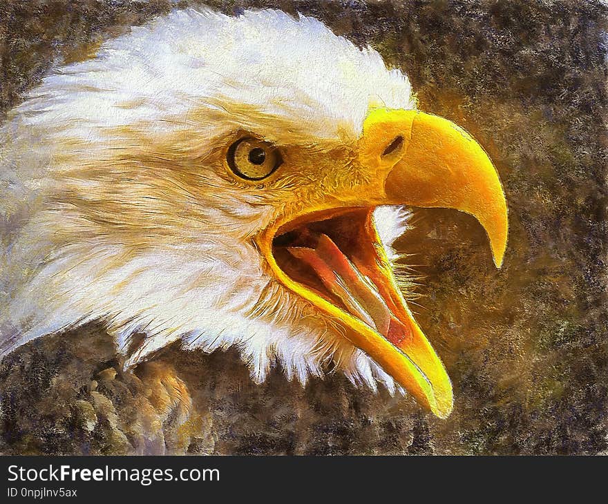 Beak, Bird, Bird Of Prey, Eagle