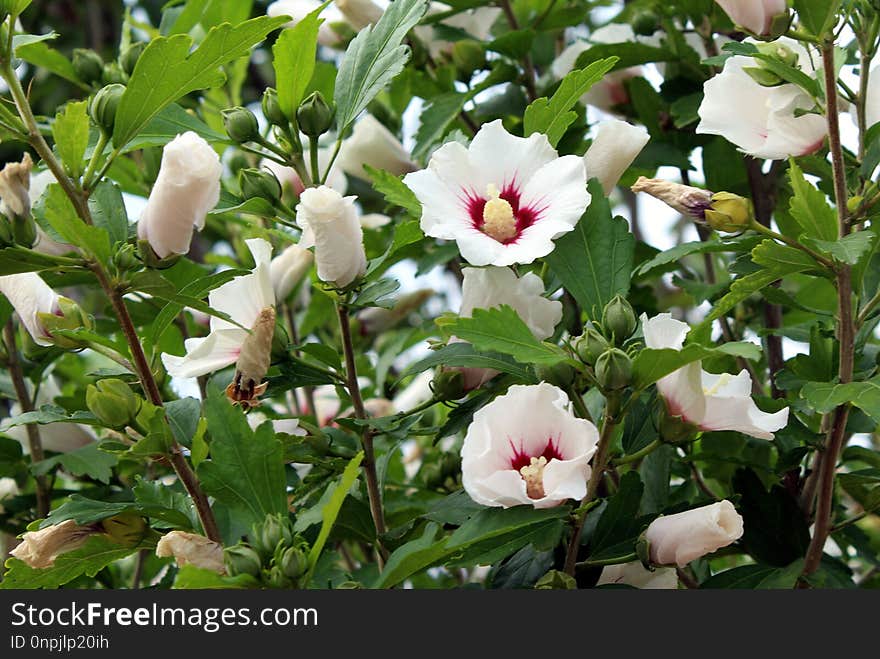 Plant, Flower, Flowering Plant, Wildflower