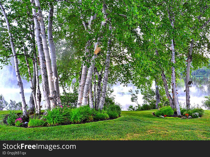 Tree, Nature, Nature Reserve, Birch