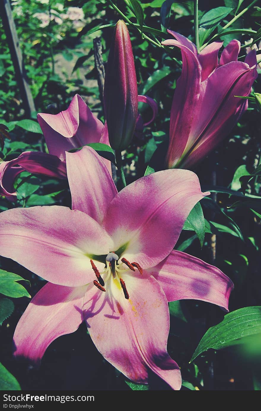 Flower, Lily, Plant, Flowering Plant