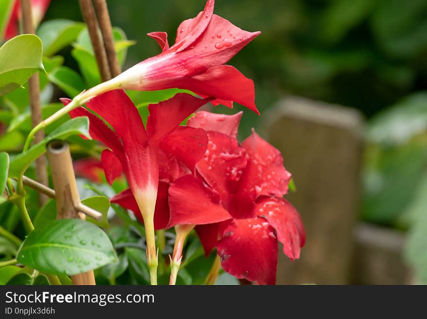 Flower, Plant, Flora, Flowering Plant