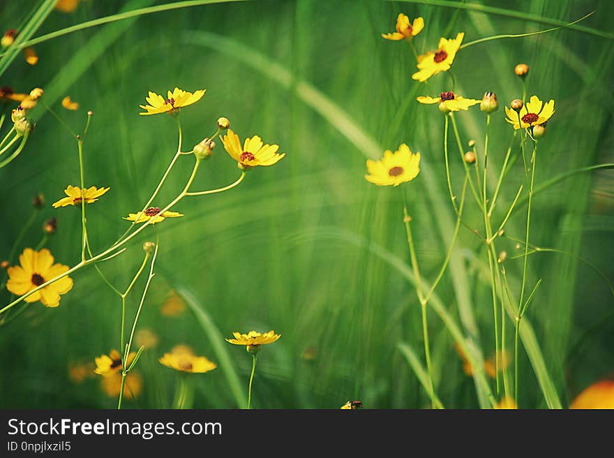 Flower, Flora, Vegetation, Wildflower