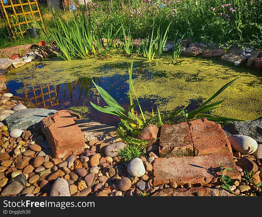 Pond, Water, Plant, Grass