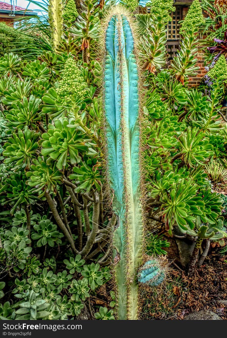 Plant, Vegetation, Flora, Hedgehog Cactus